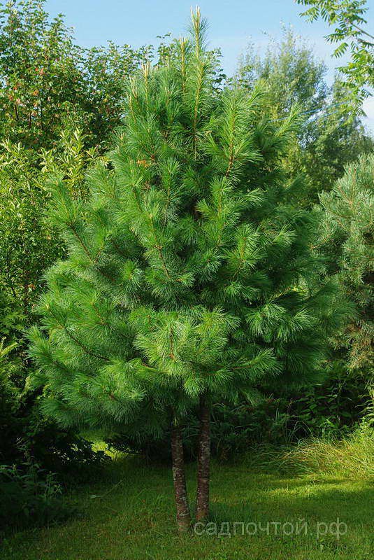 Кедр сибирский или сосна сибирская, Pinus sibirica